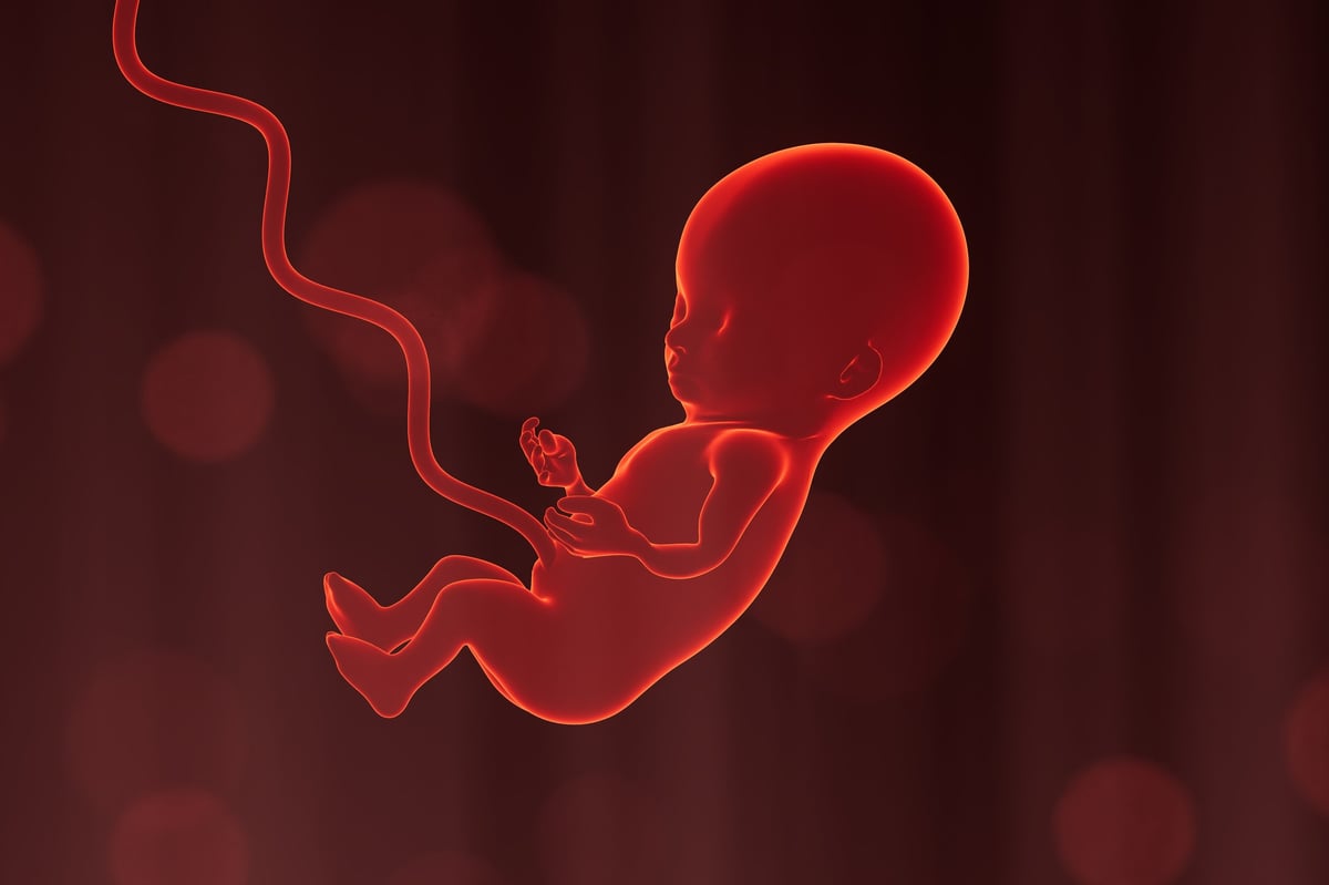 A developing fetus is shown floating in the womb. The fetus has a round head and is curled with fingers visible. The umbilical cord connects the fetus to the placenta.